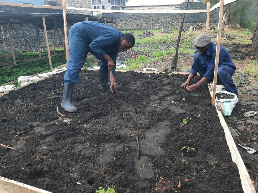 AGRICULTURE URBAINE à GOMA