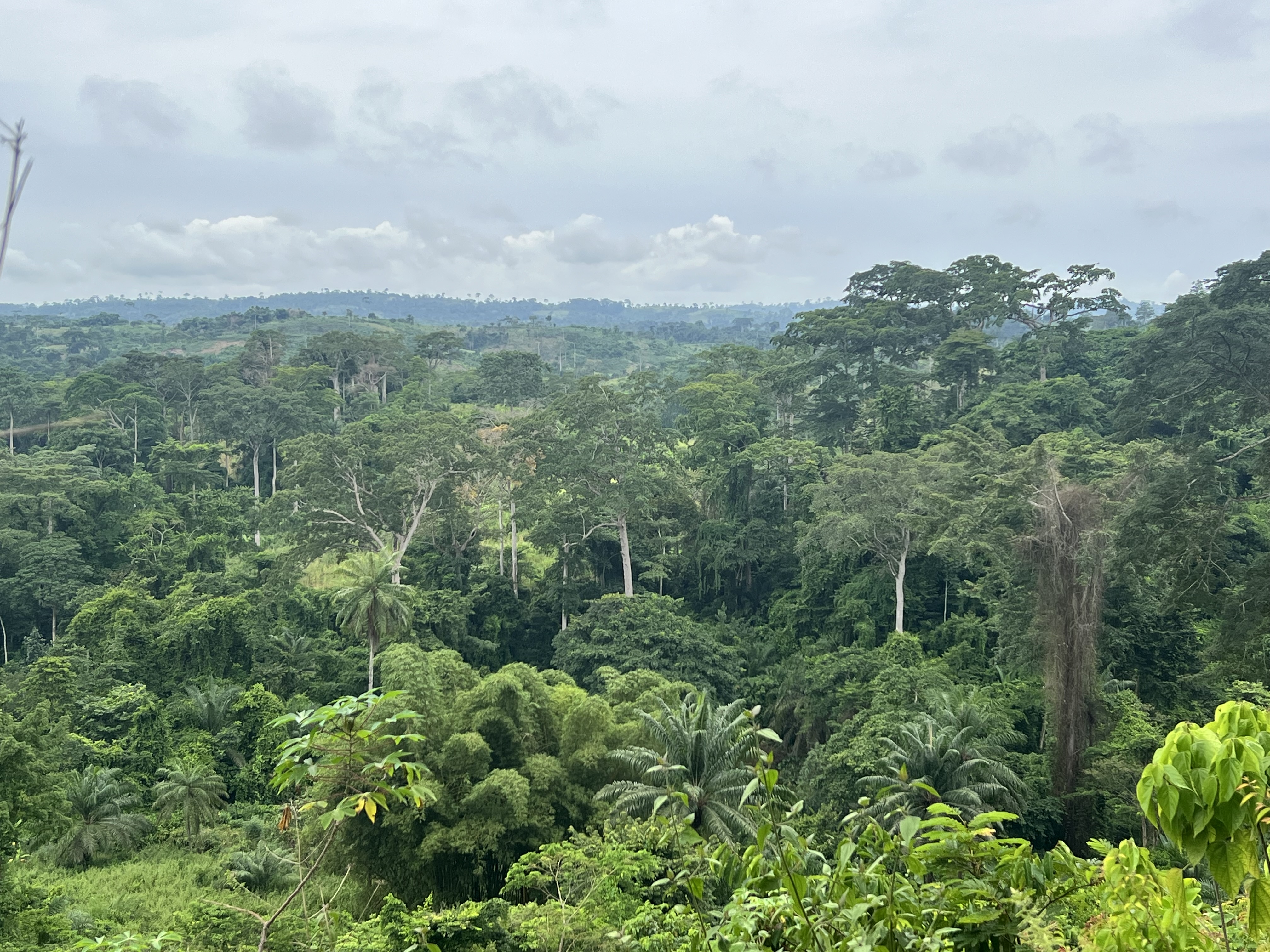 Paysage la R&eacute;serve de Biosph&egrave;re de Luki #RBL, Province du Kongo Central, RDC. Photo: Didier