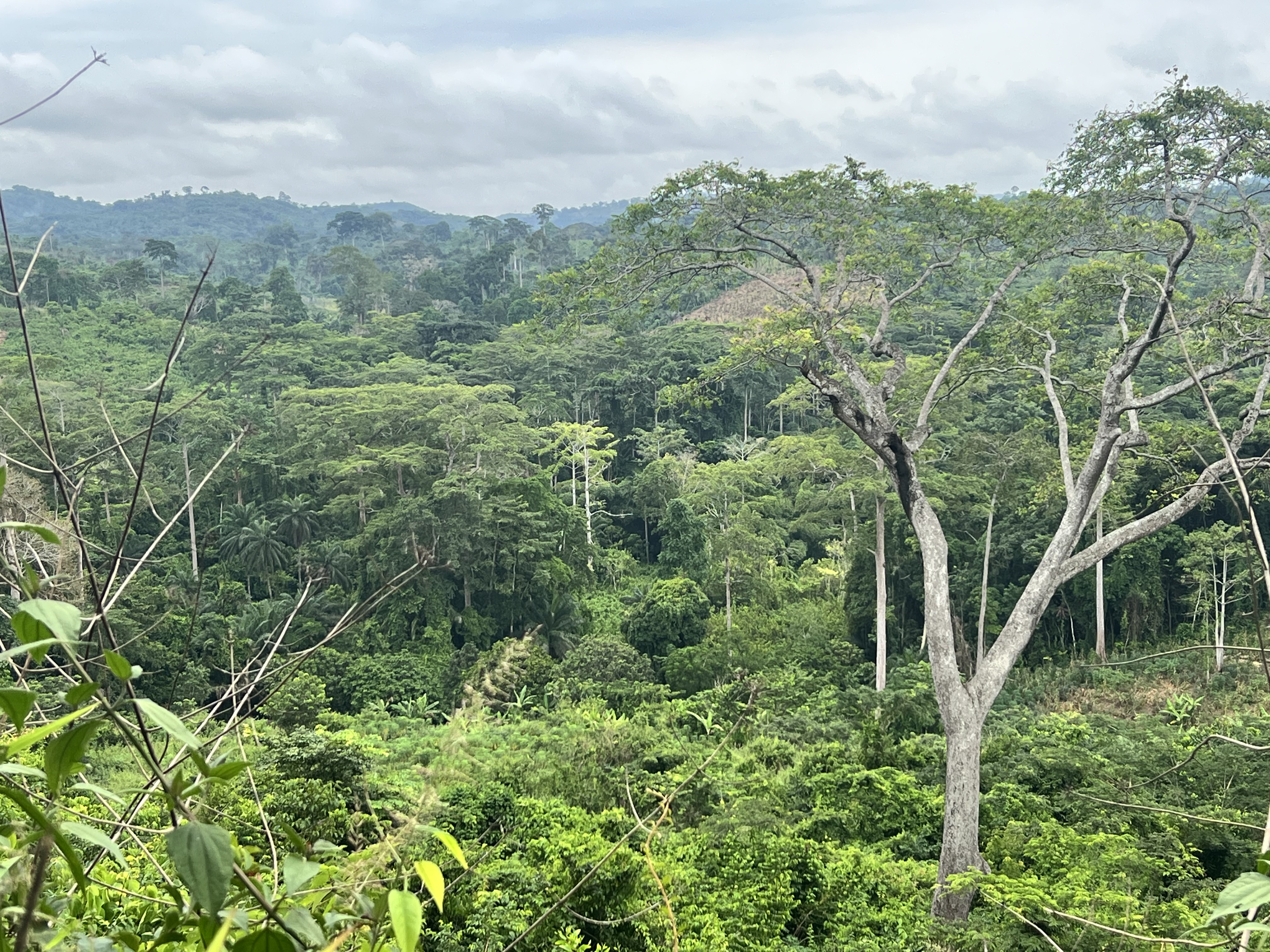 𝗝𝗼𝘂𝗿𝗻𝗲́𝗲 𝗜𝗻𝘁𝗲𝗿𝗻𝗮𝘁𝗶𝗼𝗻𝗮𝗹𝗲 𝗱𝗲𝘀 𝗳𝗼𝗿𝗲𝘁𝘀🌳-𝟮𝟭 𝗺𝗮𝗿𝘀 𝗲𝘁 𝗝𝗼𝘂𝗿𝗻𝗲́𝗲 𝗺𝗼𝗻𝗱𝗶𝗮𝗹𝗲 𝗱𝗲 𝗹'𝗲𝗮𝘂🌊-𝟮𝟮 𝗺𝗮𝗿𝘀