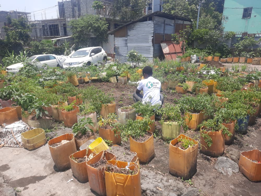 Production urbaine de choux en ville de Goma